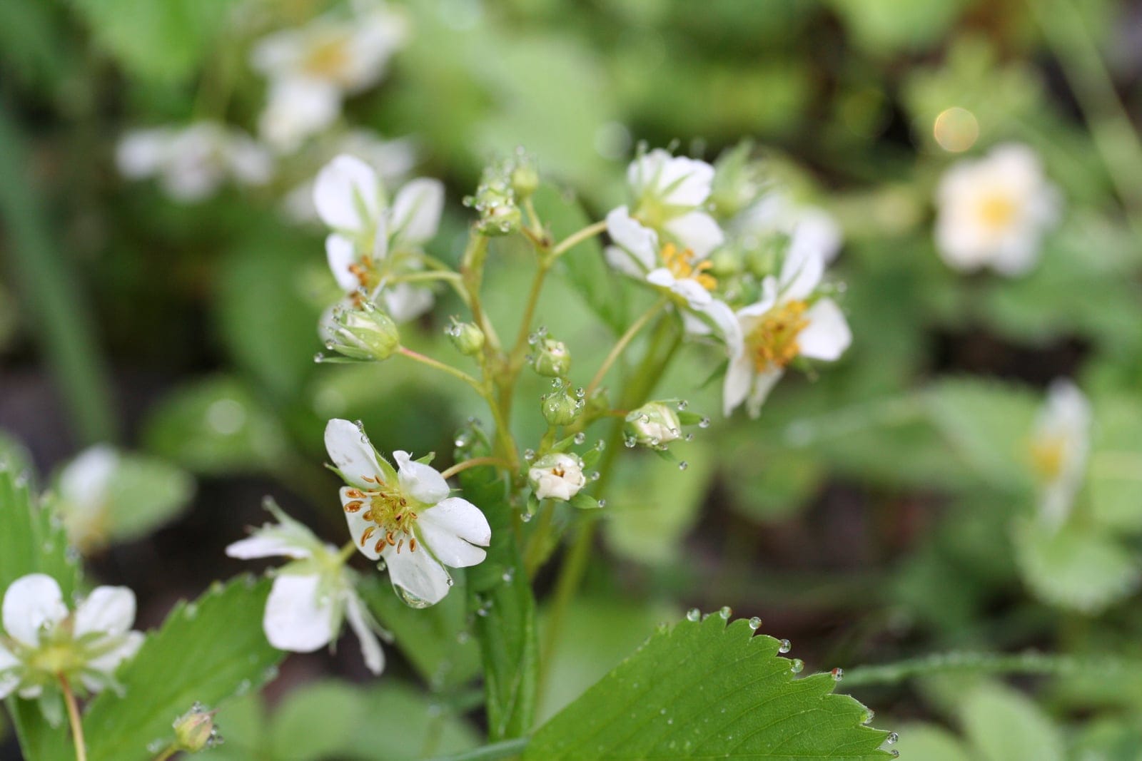 Wild strawberry (Fragaria virginiana) showing trifoliate leaves + white five-petaled flower + small red berries.