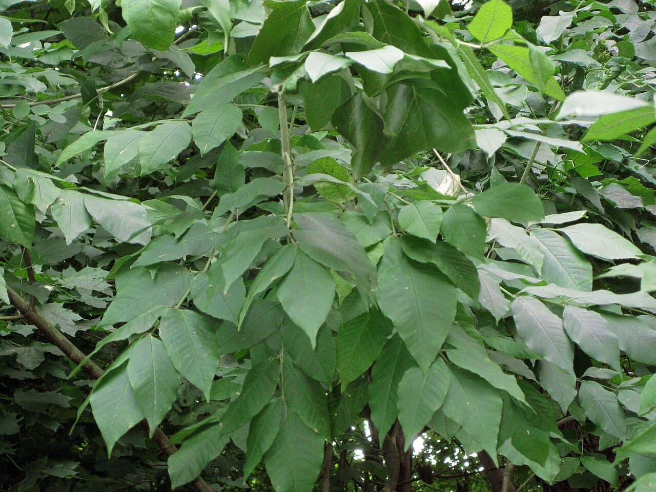 Fresno blanco (Fraxinus americana) - hojas compuestas pinnadas, de 5 a 9 folíolos por hoja, envés de las hojas de un blanquecino pálido.