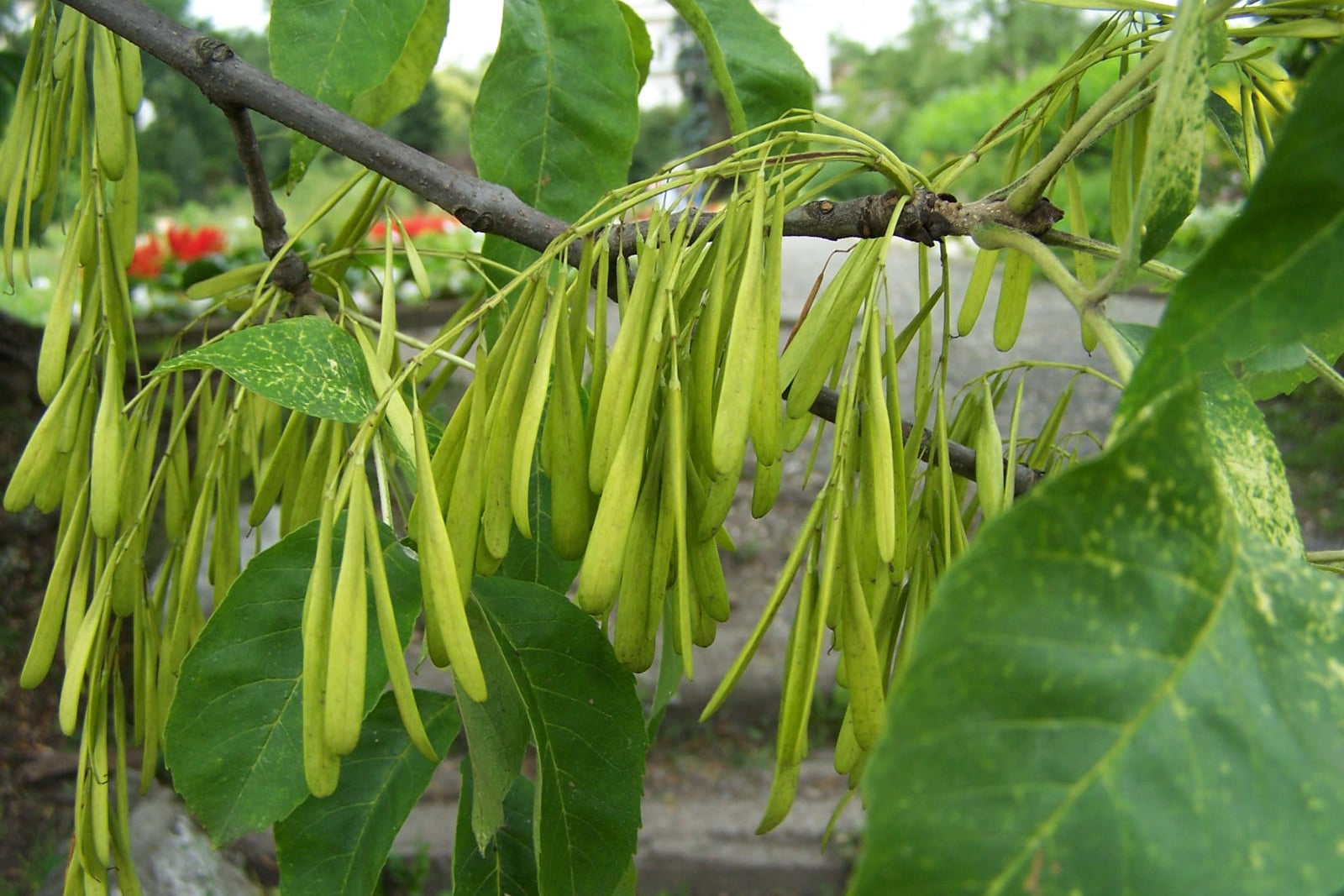 Una rama de fresno verde cargada de racimos densos de semillas aladas, estrechas y de color verde pálido, entre folíolos de color verde oscuro y finamente dentados, con un sendero de jardín y flores rojas desenfocados al fondo.