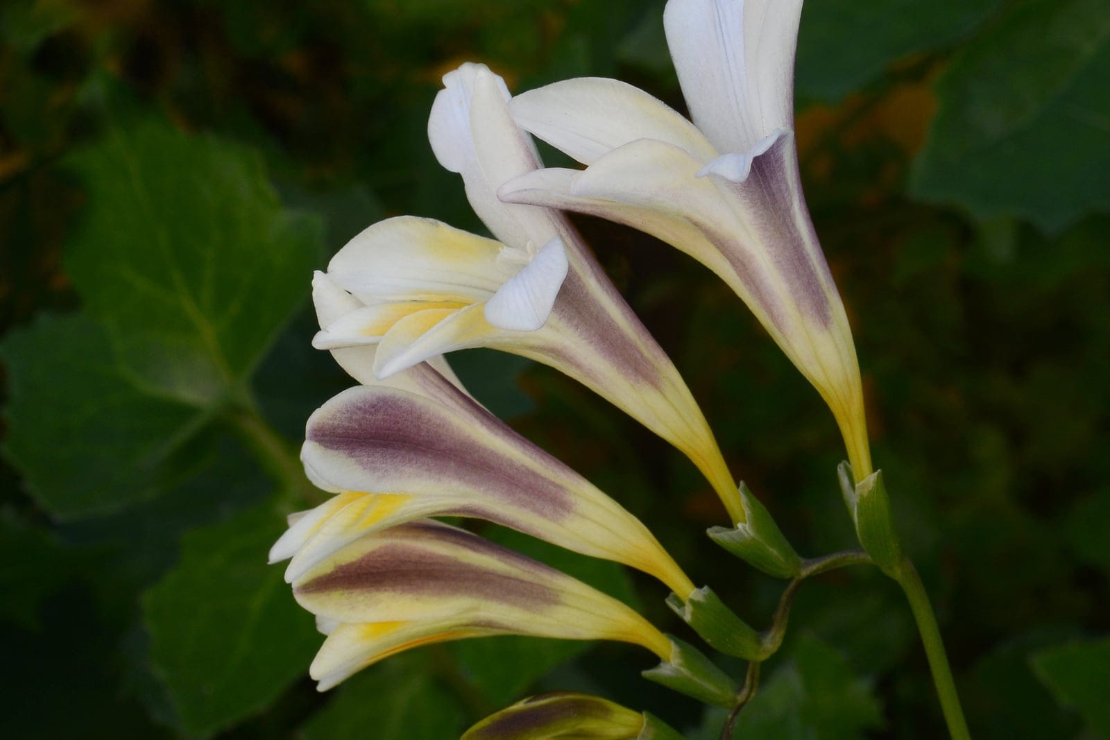 Fresia blanca (Freesia alba) - inflorescencia unilateral (secunda) dispuesta horizontalmente sobre un único tallo arqueado, flores infundibuliformes de color blanco crema con tubos del perianto largos y delgados y fauces amarillas, característico tinte púrpura/malva que recorre el reverso externo de los tubos del perianto.