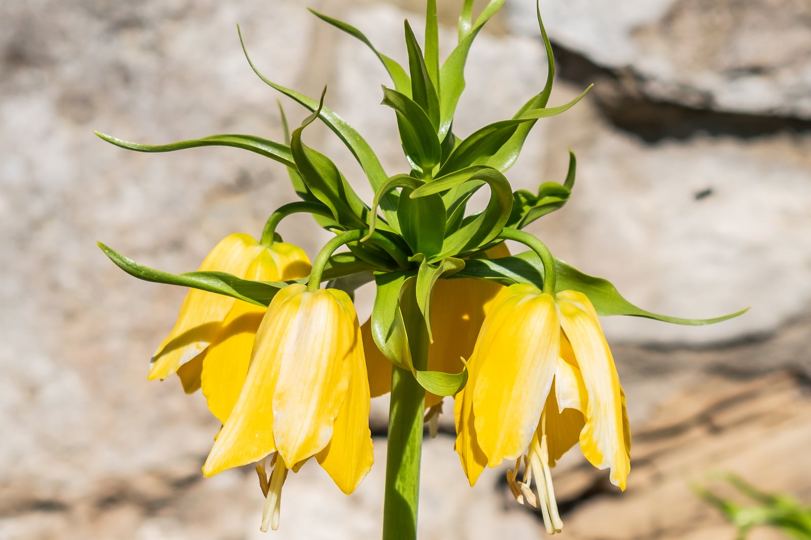 Corona imperial en flor: un anillo de campanas amarillas colgantes con estambres pálidos que cuelgan de un tallo verde y grueso, bajo un penacho de hojas verdes estrechas y retorcidas, ante un muro de piedra claro.