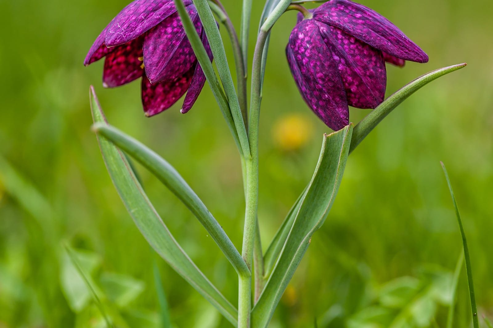 Fritilária-xadrez (Fritillaria meleagris) - flores solitárias, pendentes e em forma de sino, roxo-avermelhado intenso, padrão quadriculado em xadrez diagnóstico nas tépalas (a 'cabeça de serpente'), folhas lineares delgadas verde-acinzentadas em um caule ereto.