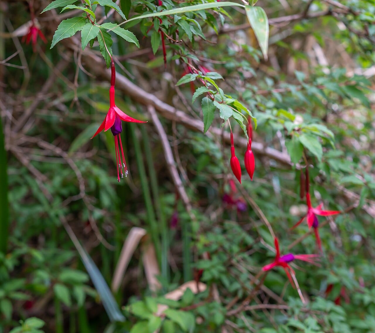 Hardy fuchsia (Fuchsia magellanica) - pendant red-and-purple flowers, slender red tube with reflexed red sepals, purple corolla with long exserted stamens.