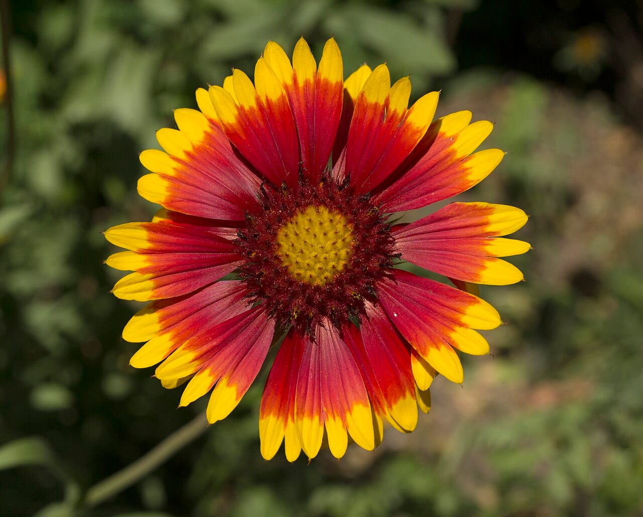 Common blanketflower (Gaillardia aristata) - daisy-form flower head with a domed central disk, red ray florets tipped yellow (banded), yellow disk florets at the center, toothed (3-lobed) ray-floret tips.