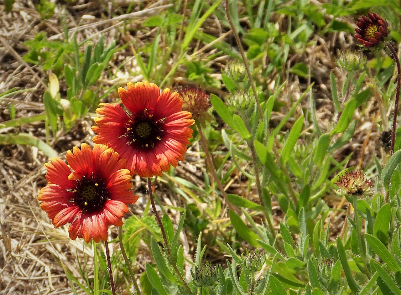 Firecracker blanketflower (Gaillardia pulchella) - daisy-form heads with a red-purple central disk, red ray florets broadly tipped yellow, wedge-shaped, toothed ray-floret tips, wild/meadow growth habit.