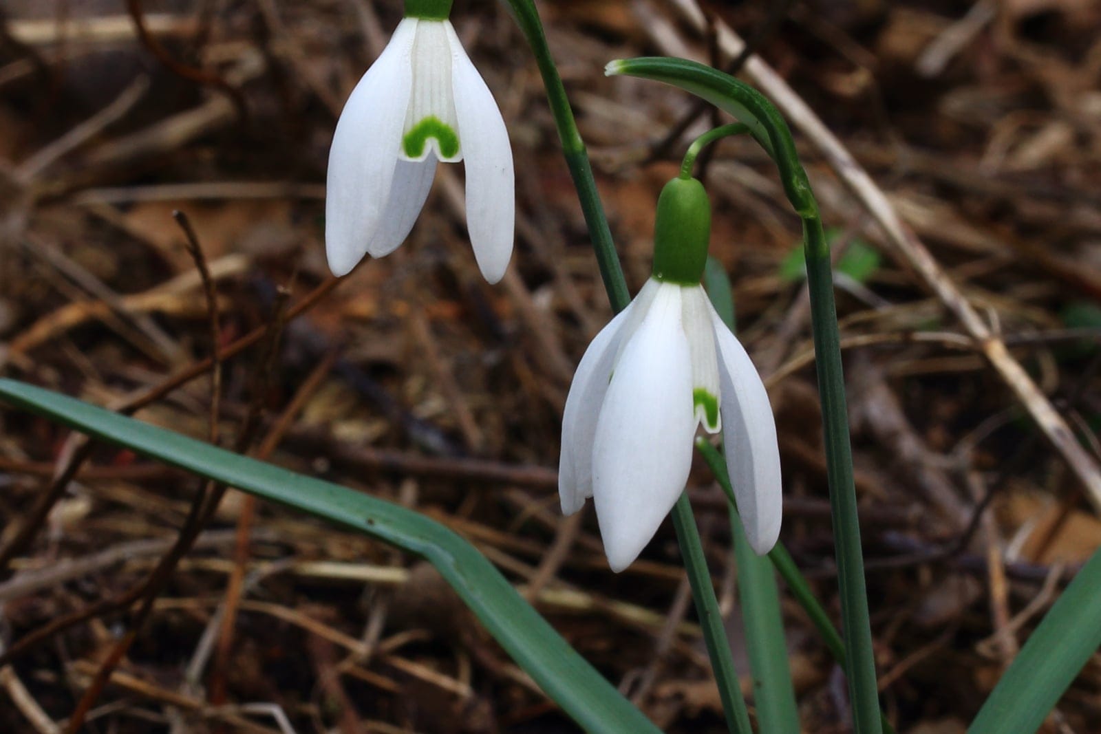 Common snowdrop (Galanthus nivalis) - nodding, solitary, pure-white pendulous flowers borne singly on slender arching pedicels emerging from a green spathe, a green inverted-v (heart-shaped) notch marking at the tip of each inner tepal, with the three outer tepals longer and unmarked, narrow, strap-like linear grey-green basal leaves rising from the base.