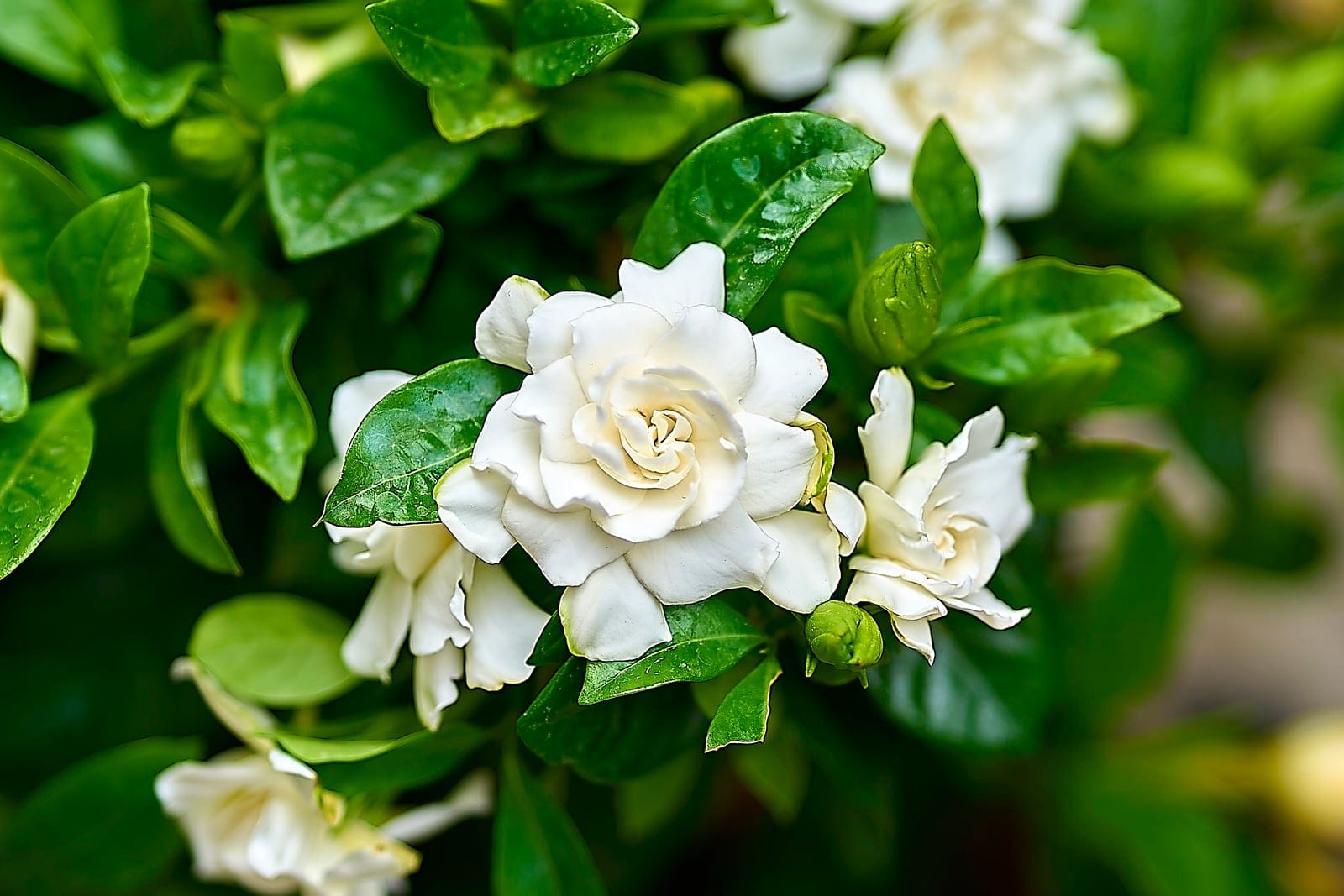 Gardenia (Gardenia jasminoides) cluster of waxy white double flowers with a green bud, against glossy dark-green leaves.