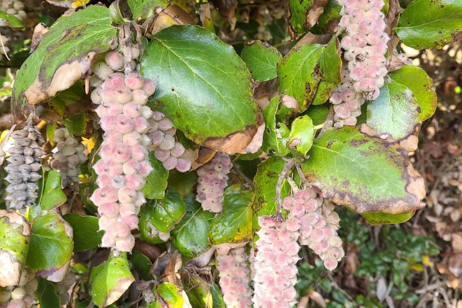 Silk tassel bush (Garrya elliptica) showing pendulous grey-green catkins cascading from branches among dark evergreen foliage at Redwoods National Park, California