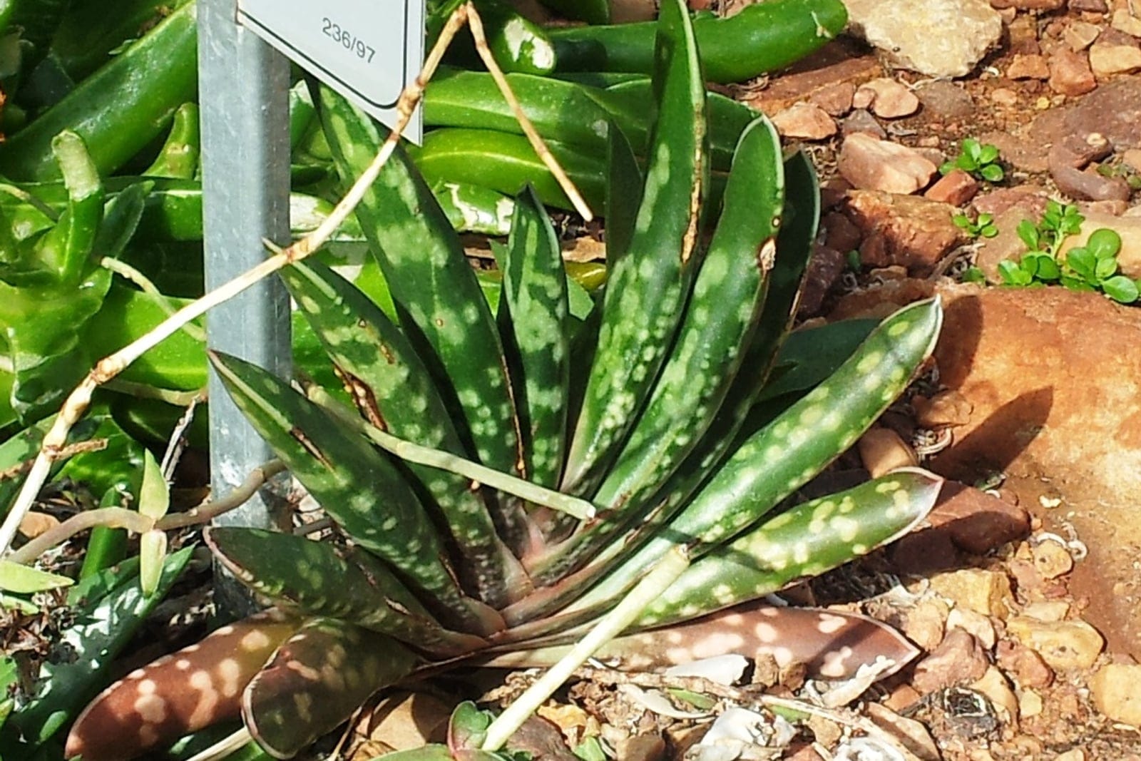 Gasteria bicolor rosette with mottled, strap-shaped succulent leaves at Kirstenbosch National Botanical Garden