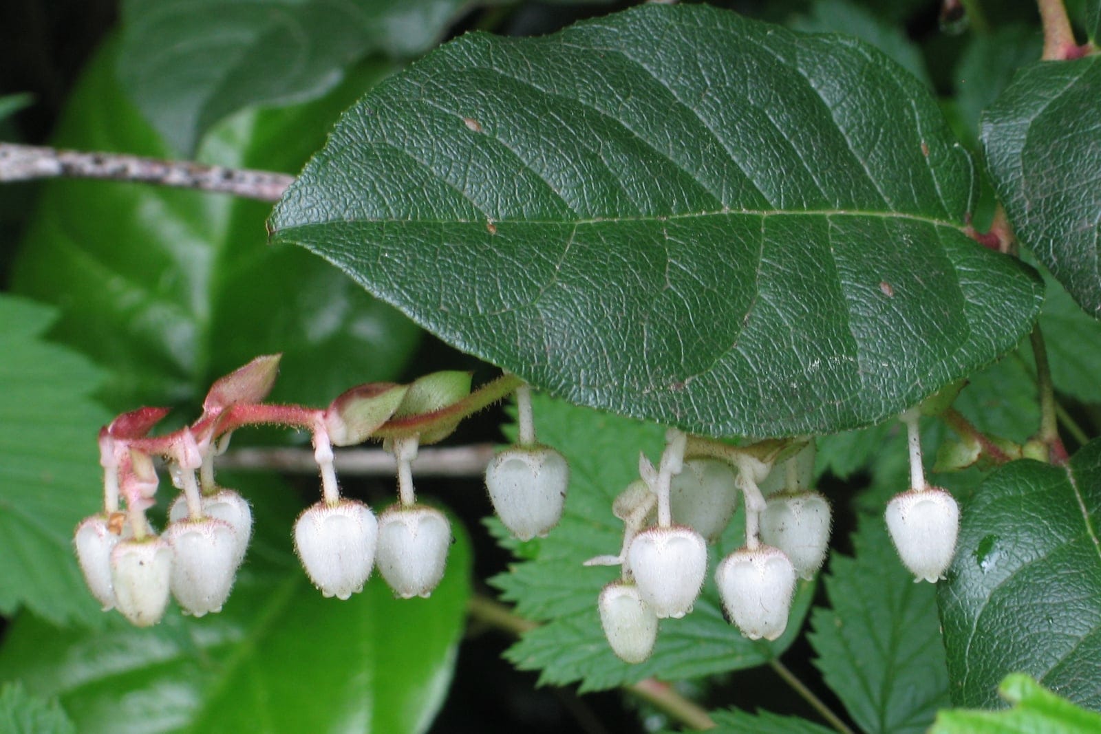 Salal (Gaultheria shallon) showing characteristic leathery oval evergreen leaves.