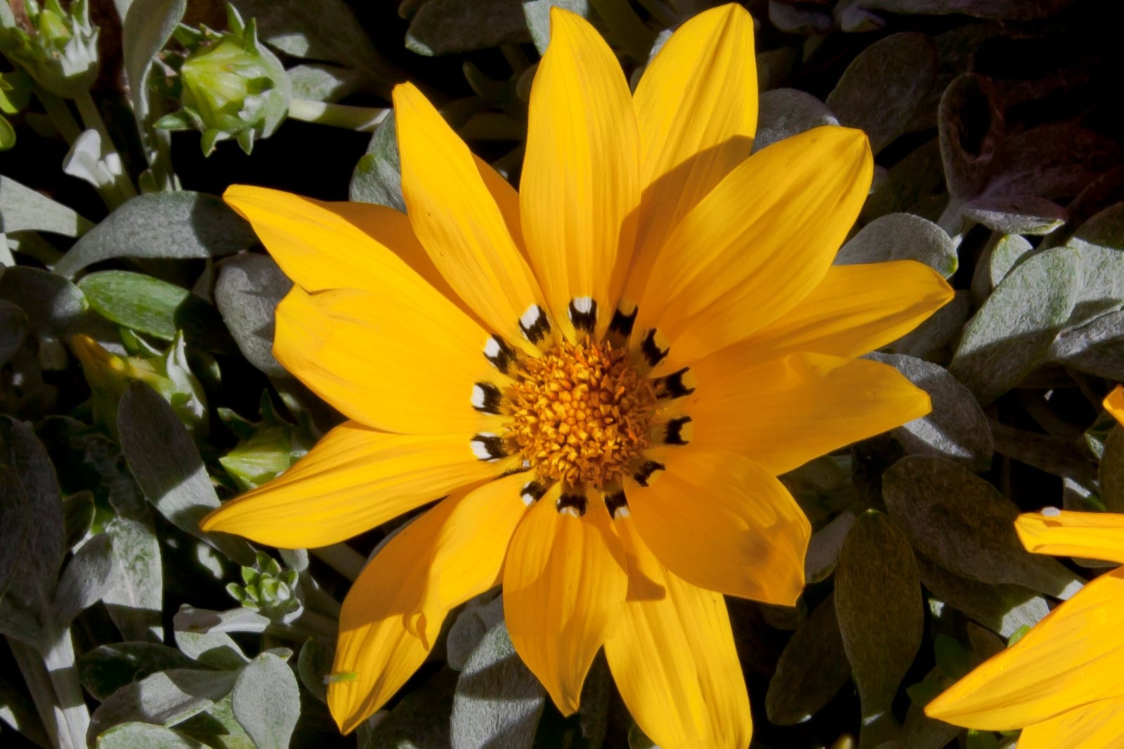 Gazania (Gazania rigens) - gran flor de tipo margarita de un amarillo dorado brillante, con un anillo oscuro de marcas en blanco y negro que rodea el disco central amarillo, hojas estrechas con el envés tomentoso, plateado y blanquecino, y el haz verde oscuro, varios capullos y el porte bajo, extendido y formador de tapiz.