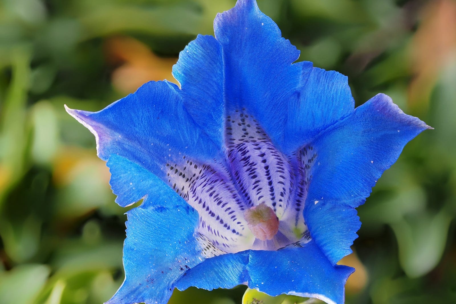 Photographie macro en gros plan d'une unique fleur de Gentiana acaulis, bleu profond et en forme de trompette, montrant les marques mouchetées vert olive de la gorge