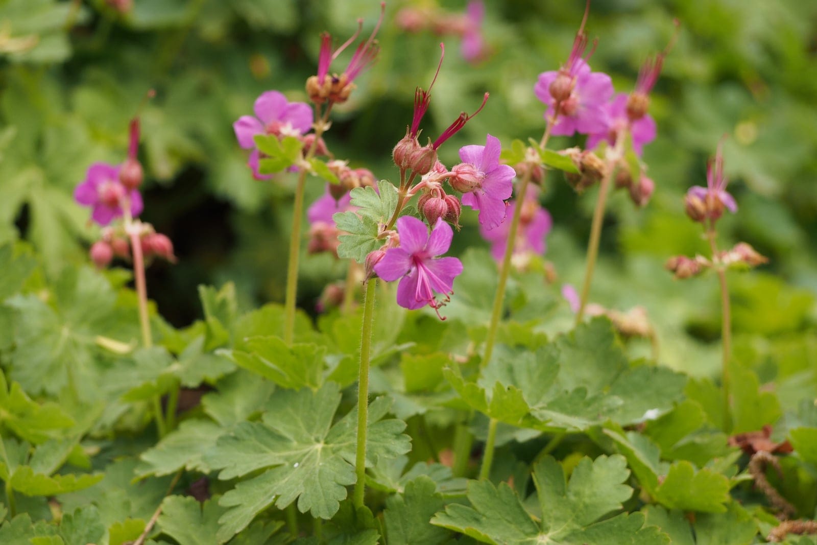 Bigroot geranium (Geranium macrorrhizum) - colony/drift-forming groundcover habit: many flowering stems rising above a dense carpet of foliage that fills the frame, deeply lobed, rounded soft-green leaves forming a weed-smothering mat, loose clusters of magenta-pink flowers with prominent protruding red stamens above distinctive bristly reddish glandular buds and sepals.