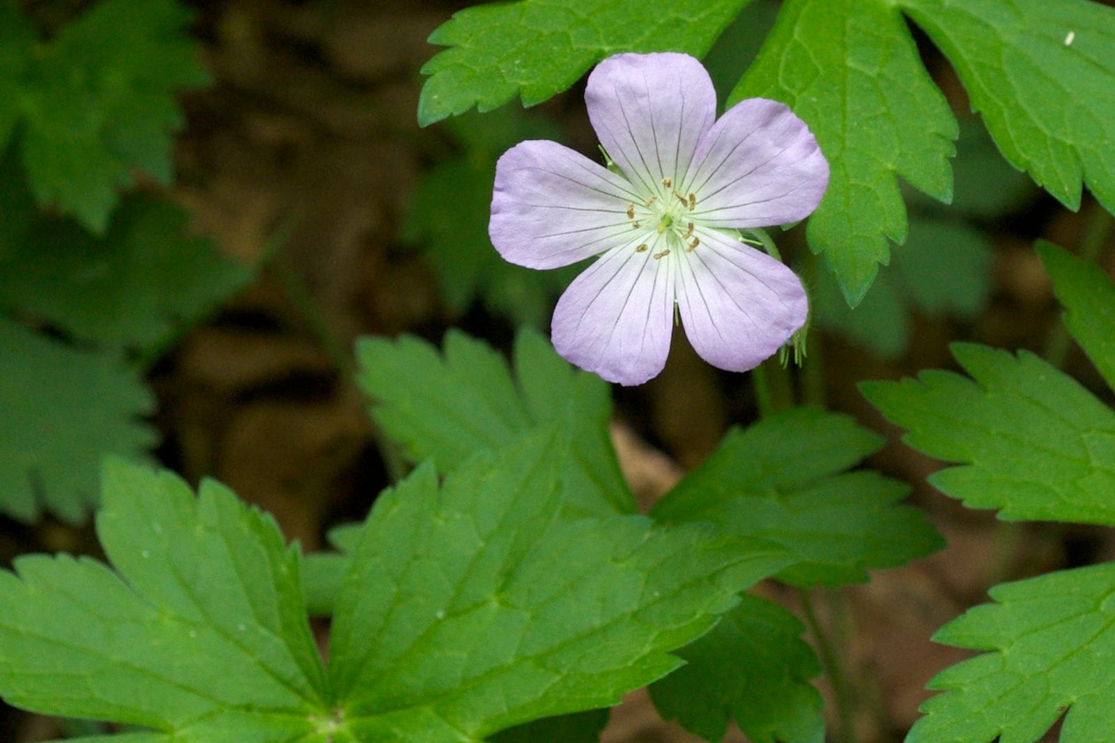 Wild geranium (Geranium maculatum) showing characteristic palmately-lobed foliage and pink-purple flowers.