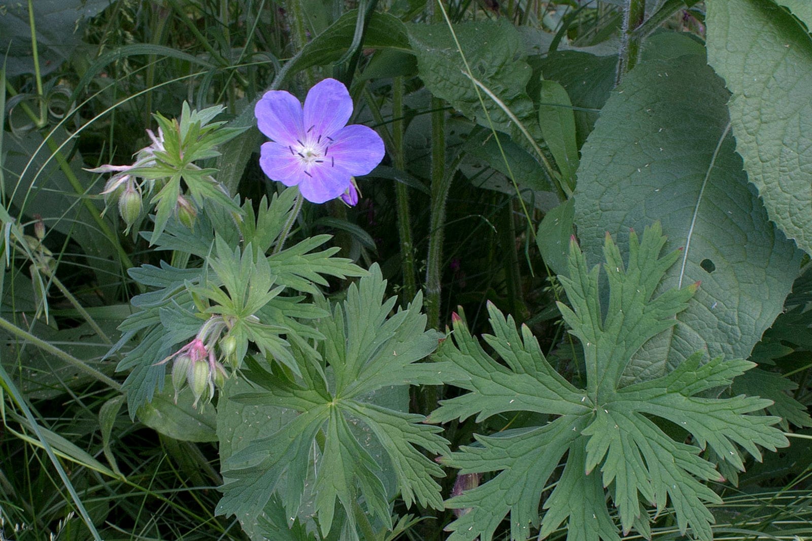 Géranium des prés (Geranium pratense) en fleur dans une prairie estivale : tiges dressées, ramifiées et velues portant des fleurs en soucoupe bleu-violet pâle aux nervures plus foncées et au centre plus clair, au-dessus de feuilles vertes profondément découpées et palmatilobées.