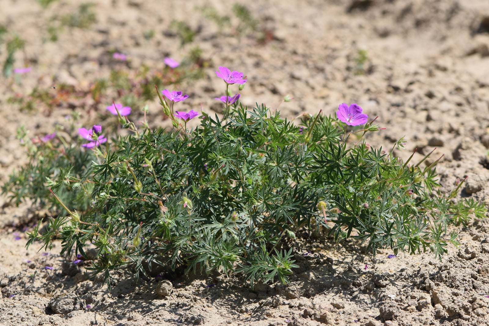 Bloody cranesbill (Geranium sanguineum) in full sun on bare, dry, crumbly sandy ground: a low, spreading mound of finely and deeply divided dark green leaves, with open magenta-pink flowers held just above it and slender, beaked seed heads among the stems.