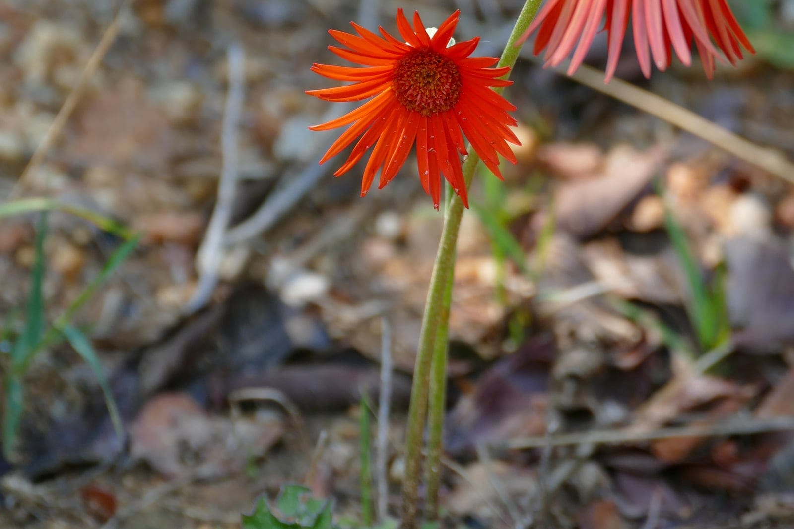 A single orange-red Barberton daisy (Gerbera jamesonii) flowerhead with slender ray florets radiating around a central disc, on a leafless stalk.