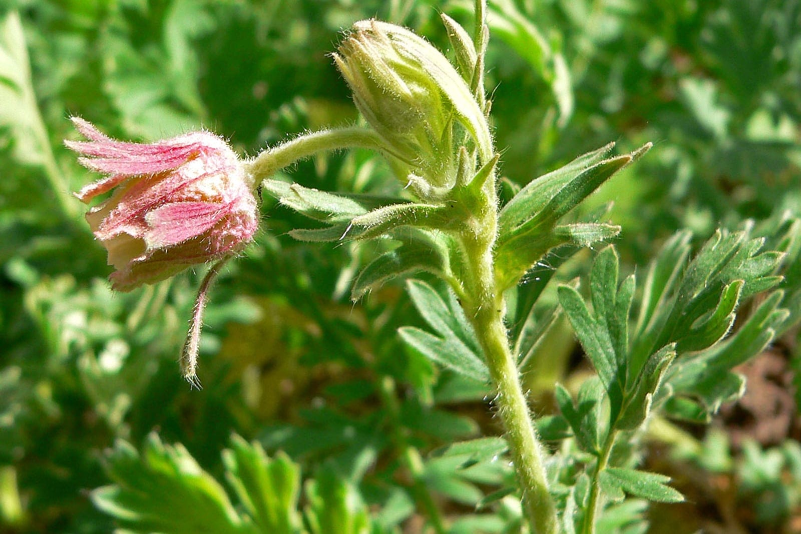 Prairie smoke (Geum triflorum) showing a nodding reddish-pink flower and an upright hairy bud above fern-like, pinnately divided gray-green leaves.