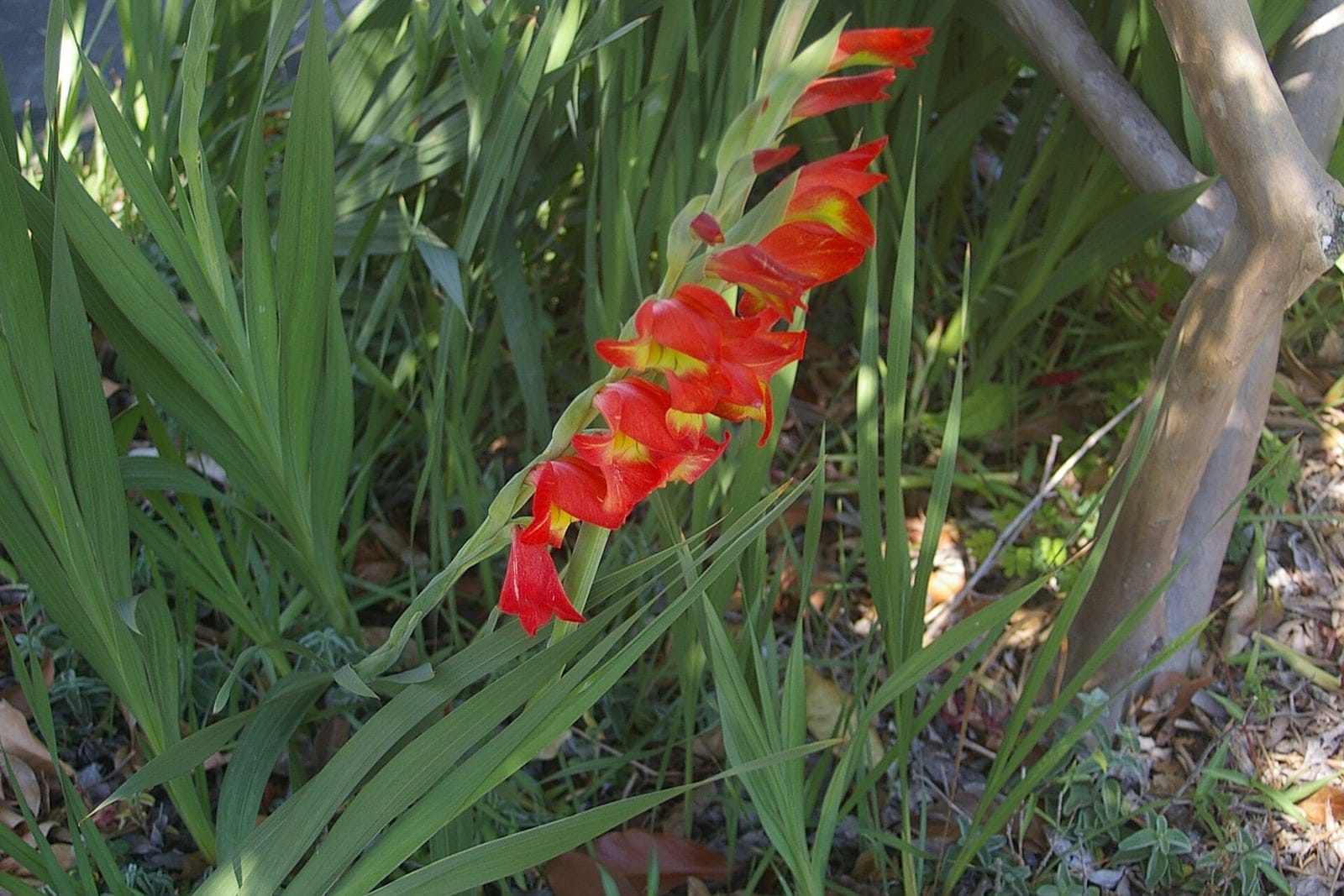 African gladiolus (Gladiolus dalenii) - tall, one-sided arching spike of large hooded orange-red flowers shading to yellow on the lower tepals, clump of erect sword-shaped (ensiform) strap leaves at the base, whole-plant cormous-perennial habit growing in a garden bed.
