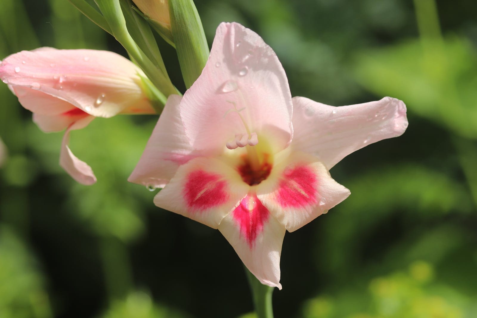 Gladiolus (Gladiolus × hortulanus) flower showing a funnel-shaped pale-pink bloom with a contrasting magenta-and-cream throat blotch, projecting stamens, and an emerging spike of green buds.