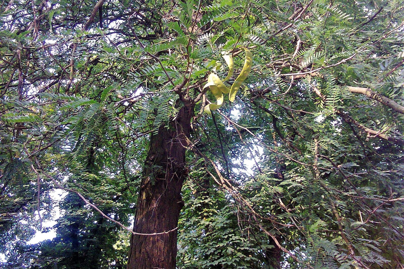 Copa de acacia de tres espinas (Gleditsia triacanthos) que muestra el follaje plumoso, bipinnado compuesto, y una legumbre en desarrollo, retorcida y de color verde amarillento.