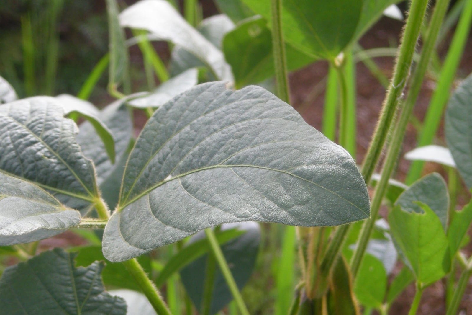 Follaje de edamame / soja (Glycine max): tallos pilosos y hojas trifoliadas con folíolos ovados, anchos y suavemente pubescentes.
