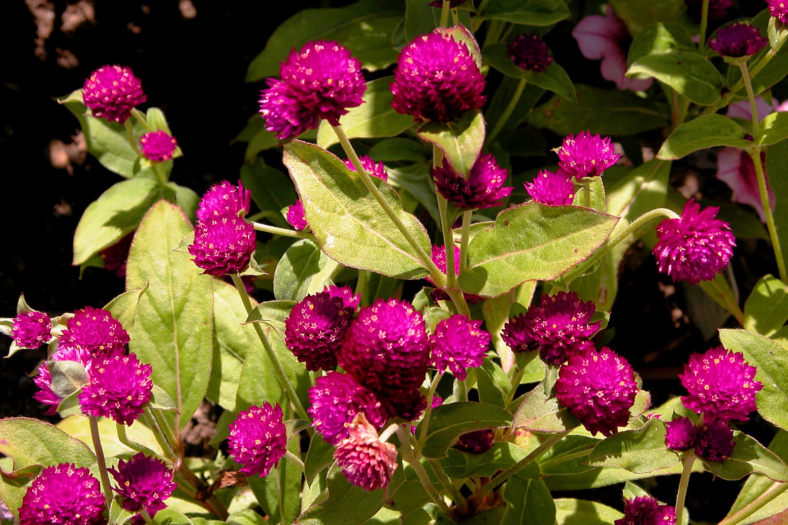 Globe amaranth (Gomphrena globosa): many round, clover-like magenta flower heads on upright stems among oval green leaves.