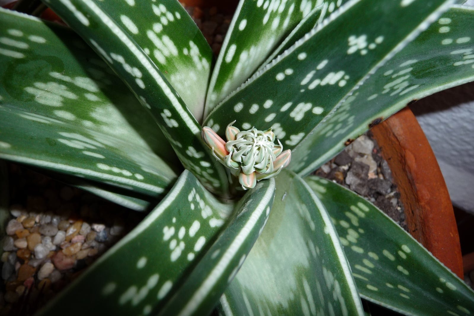 Tiger aloe (Gonialoe variegata) showing compact rosette with dark-green leaves banded by irregular white spots
