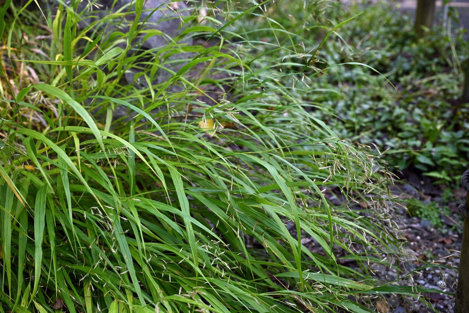 Hakonechloa macra specimen at Tsukuba Botanical Garden, Japan, showing arching cascading green foliage in October