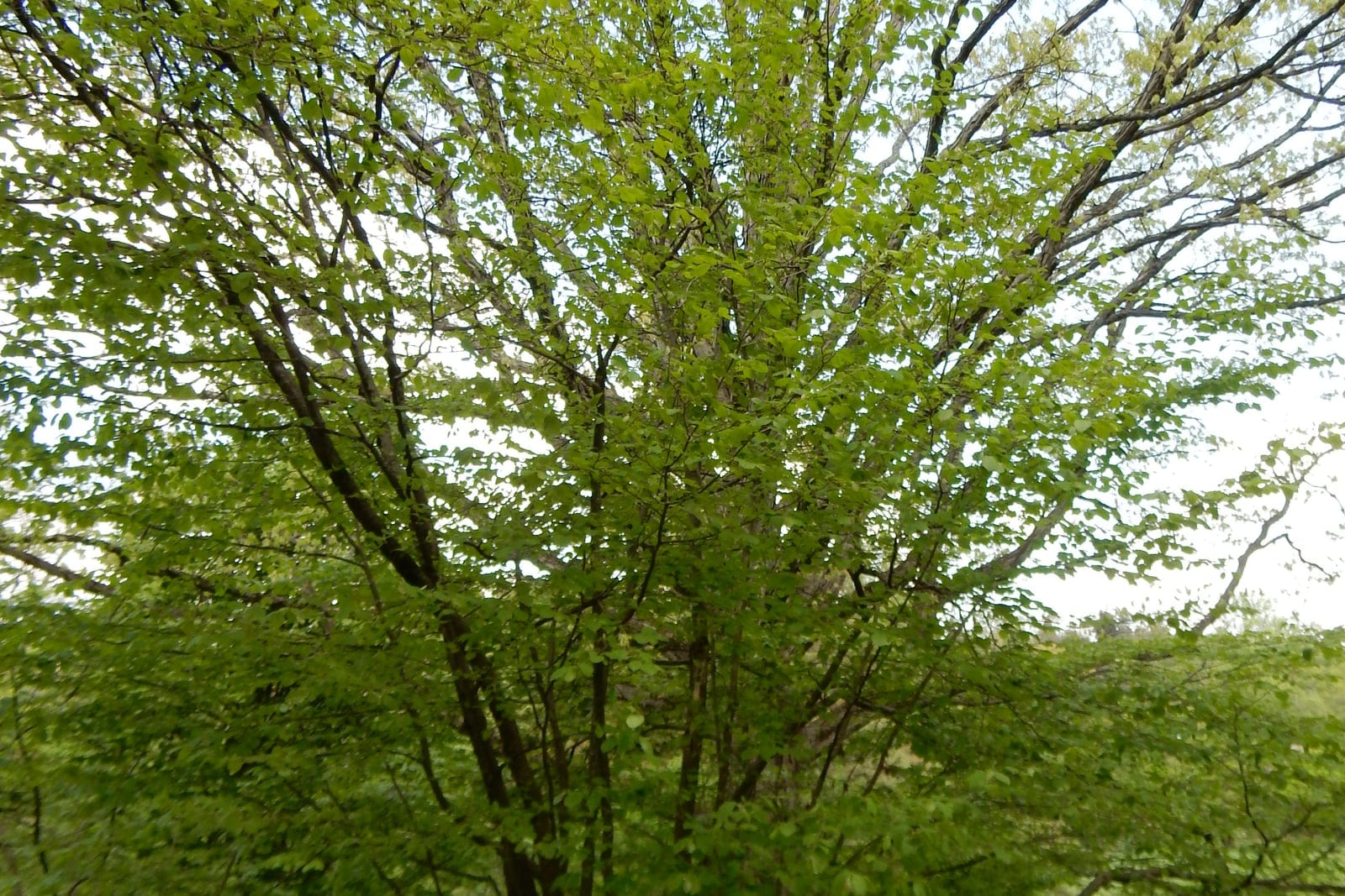 A whole multi-stemmed common witch hazel (Hamamelis virginiana) in spring leaf-out at an arboretum, showing the broad, vase-shaped, suckering large-shrub habit.
