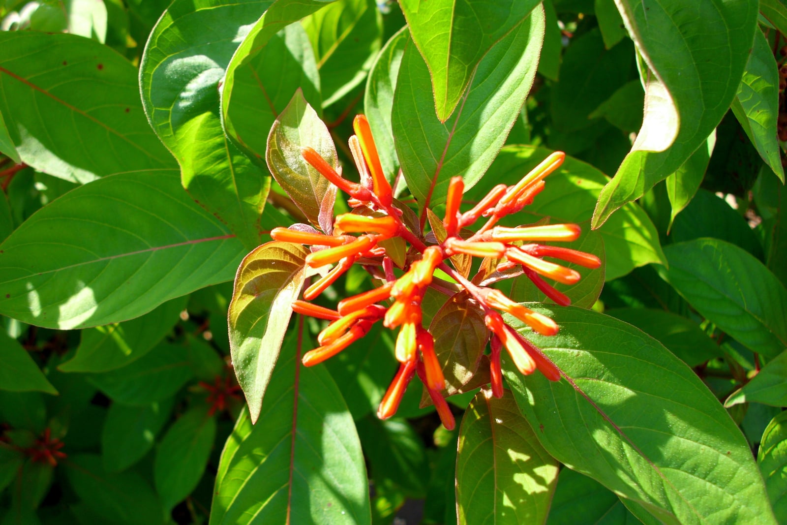 Firebush (Hamelia patens): a terminal cluster of slender, tubular orange-red flowers and buds on red stalks, framed by broad, pointed green leaves with reddish midribs and bronze-red young leaves.