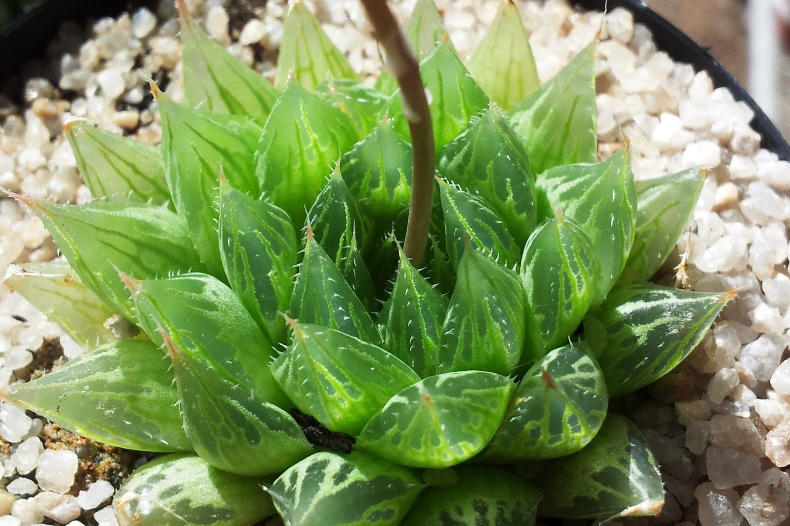 Haworthia cooperi - porte cespitoso de rosetas compactas, apretadas y superpuestas de color verde azulado, hojas rollizas y blandas que terminan en 'ventanas' translúcidas con venación más oscura que dejan pasar la luz, finos dientes cerdosos a lo largo de los márgenes y las puntas de las hojas.