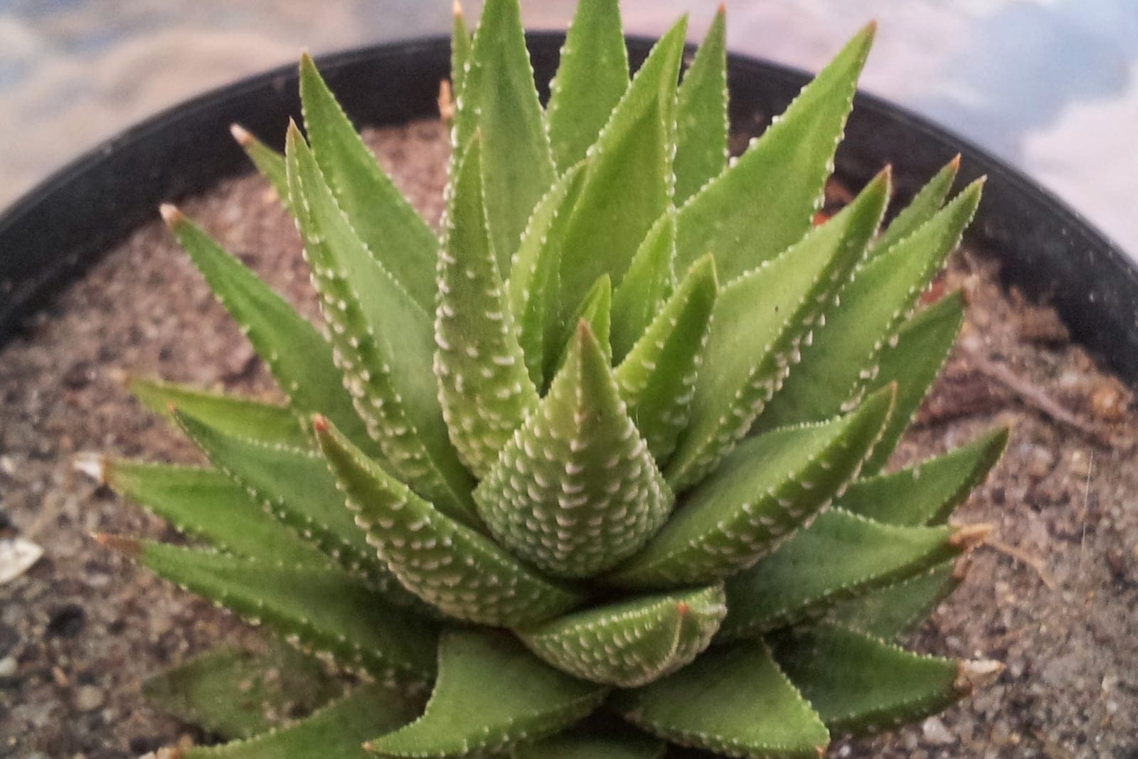 Zebra haworthia (Haworthiopsis fasciata) potted rosette of upright pointed dark-green leaves banded with raised white tubercles.