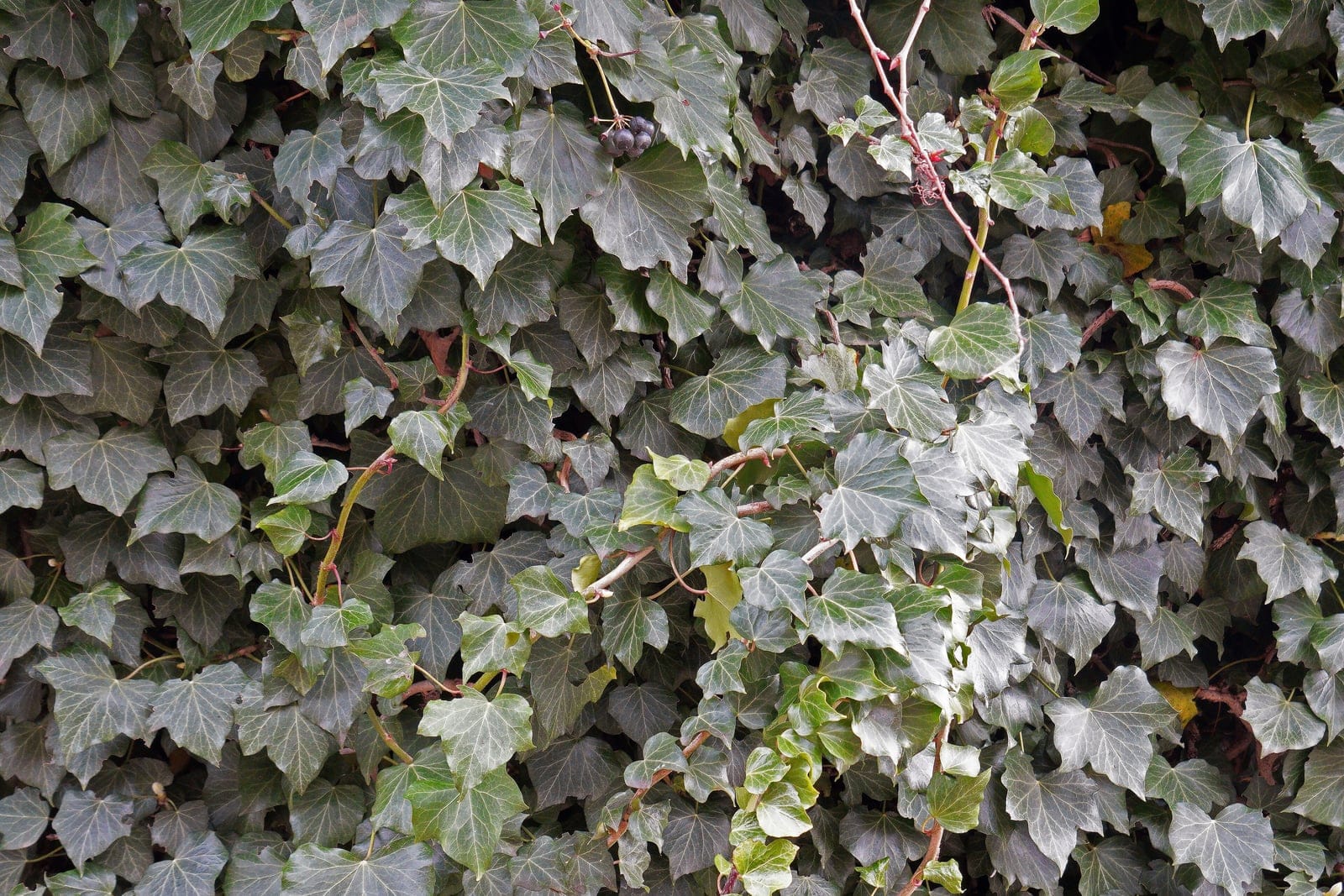 Folhagem de hera-inglesa (Hedera helix) com cachos de bagas de um preto-arroxeado escuro: folhas adultas características com três a cinco lobos em caules lenhosos.