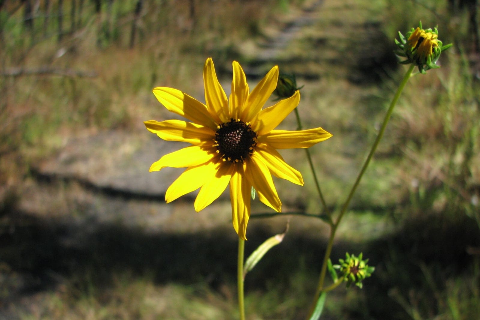 Swamp sunflower (Helianthus angustifolius) showing dense crown of golden-yellow ray flowers.