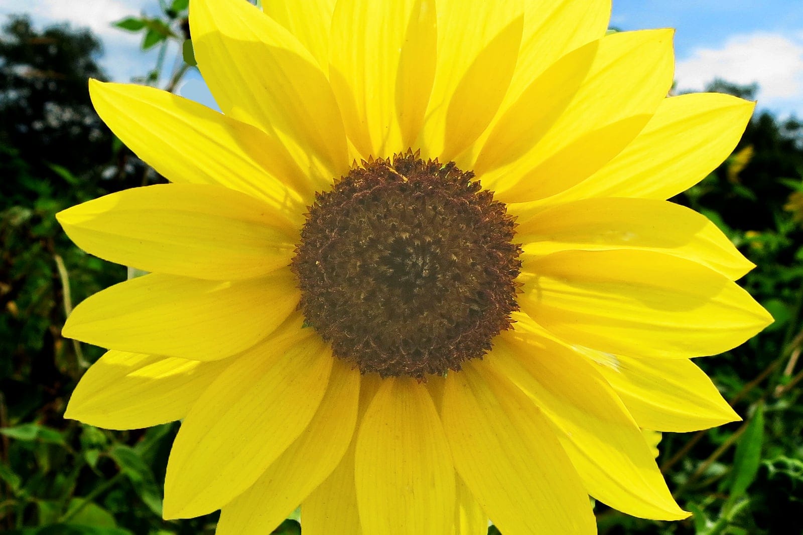 Close-up of a common sunflower head with yellow ray flowers and a dark central disc.