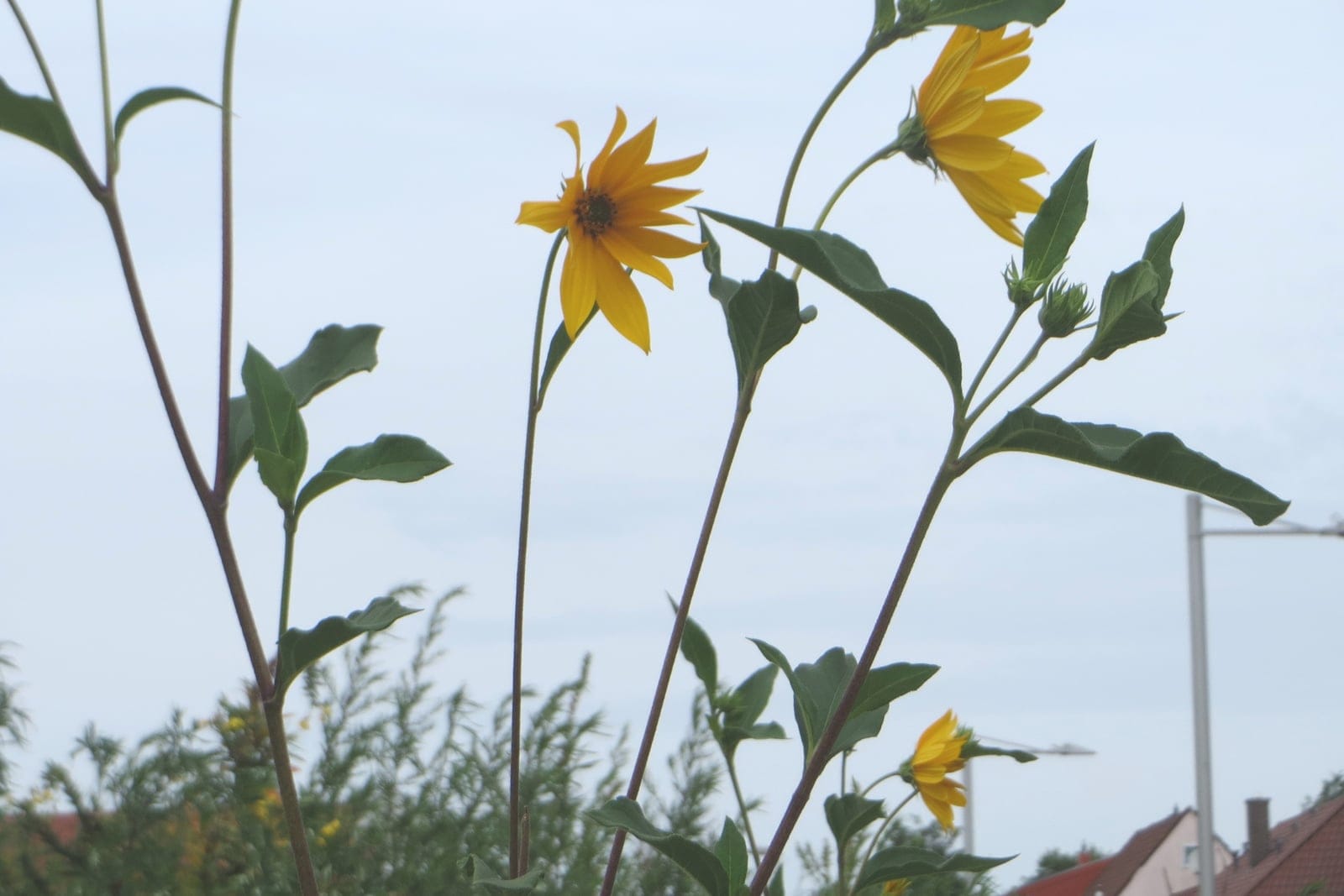 Sunchoke (Helianthus tuberosus) showing bright-yellow ray flowers with a darker yellow disk on tall reddish stems with ovate serrate leaves against a pale sky.