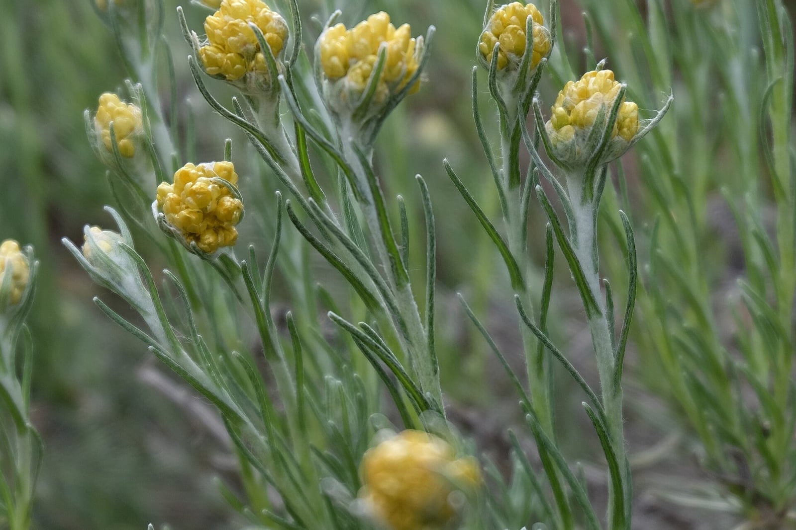 Curry plant (Helichrysum italicum) showing the full shrub habit with densely branched silver-grey needle-like aromatic foliage and clusters of small bright-yellow button flowers at the stem tips.