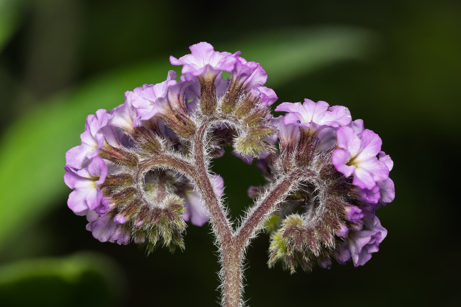 Heliotrope (Heliotropium arborescens) - close-up of a forked flower head, two coiled branches of small five-lobed lilac-violet flowers and hairy green buds on a hairy stem.