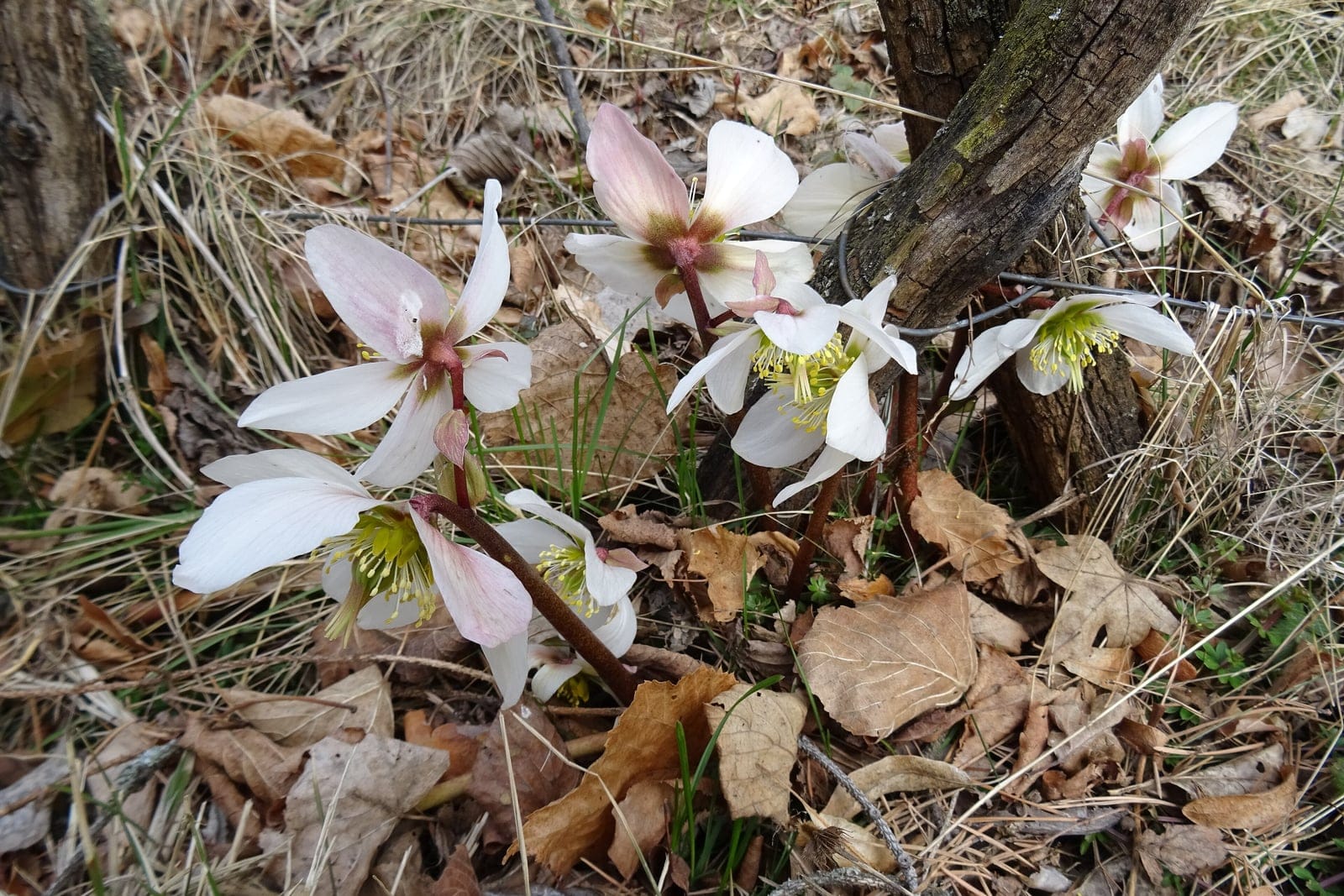 Christmas rose (Helleborus niger) - clump of several short flowering stems rising from the base, showing the perennial's low clustered habit, large white, saucer-shaped flowers (some flushed rose-pink on the reverse) with five broad tepals, prominent central boss of many yellow stamens around a green ring of nectaries.