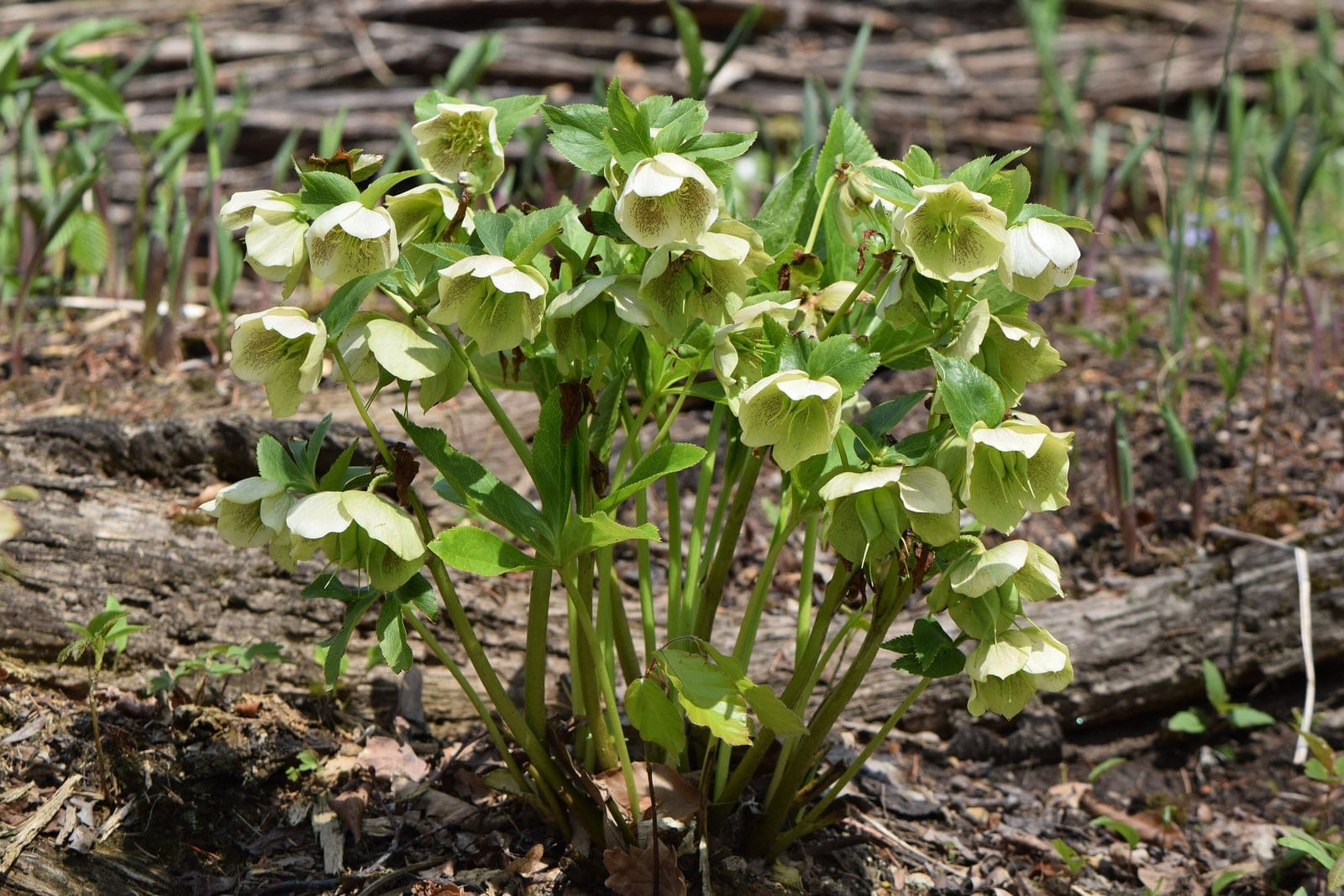 Lenten rose (Helleborus orientalis): a clump of evergreen, leathery dark-green palmate leaves with serrated leaflets, above which nod cup-shaped flowers in groups, each five-petalled bloom surrounding a central boss of pale-yellow stamens.