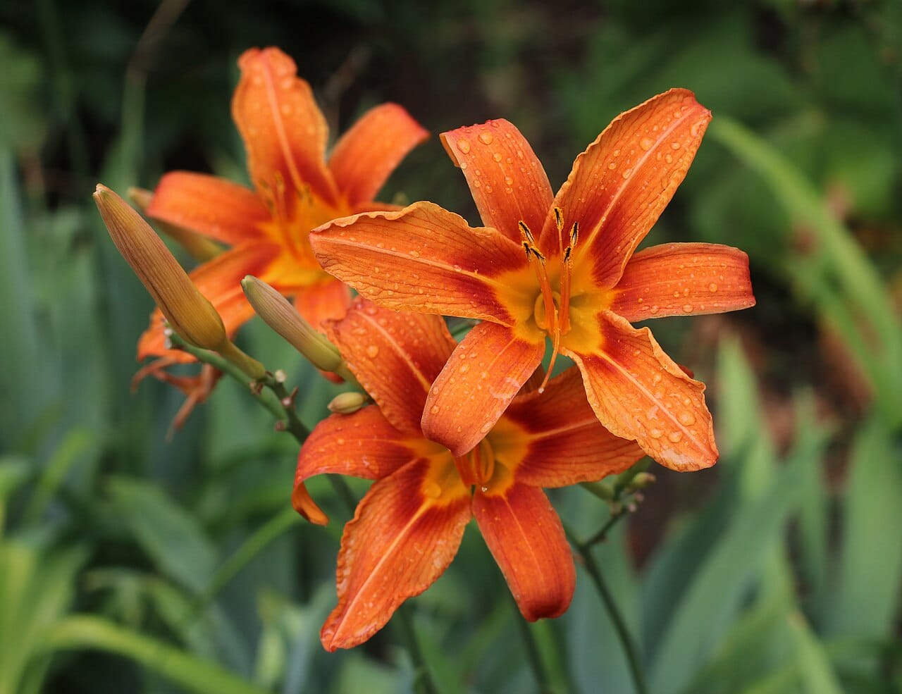 Orange daylily (Hemerocallis fulva) - tawny-orange six-tepal flowers, darker orange throat, prominent stamens, strappy arching foliage.