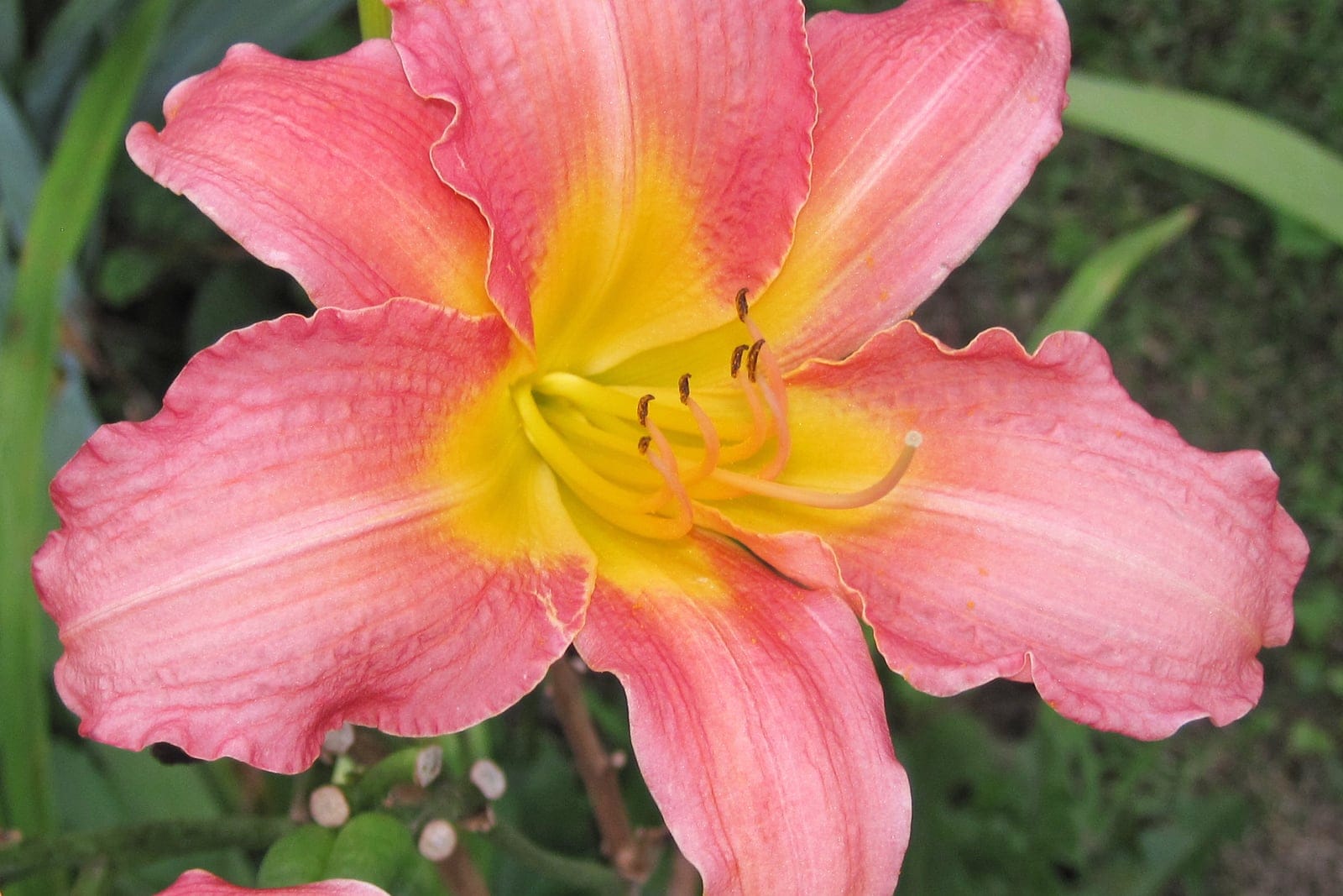 A single open daylily (Hemerocallis hybrid) flower viewed face-on, showing six pink tepals around a contrasting yellow throat with six stamens and a central pistil.