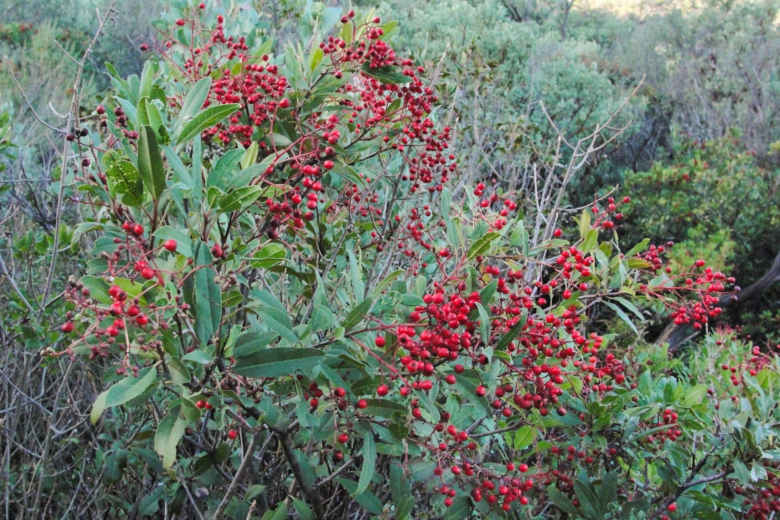 Toyón (Heteromeles arbutifolia) mostrando densos racimos de pomos rojo brillante parecidos a bayas, entre hojas perennes coriáceas y de dientes agudos.