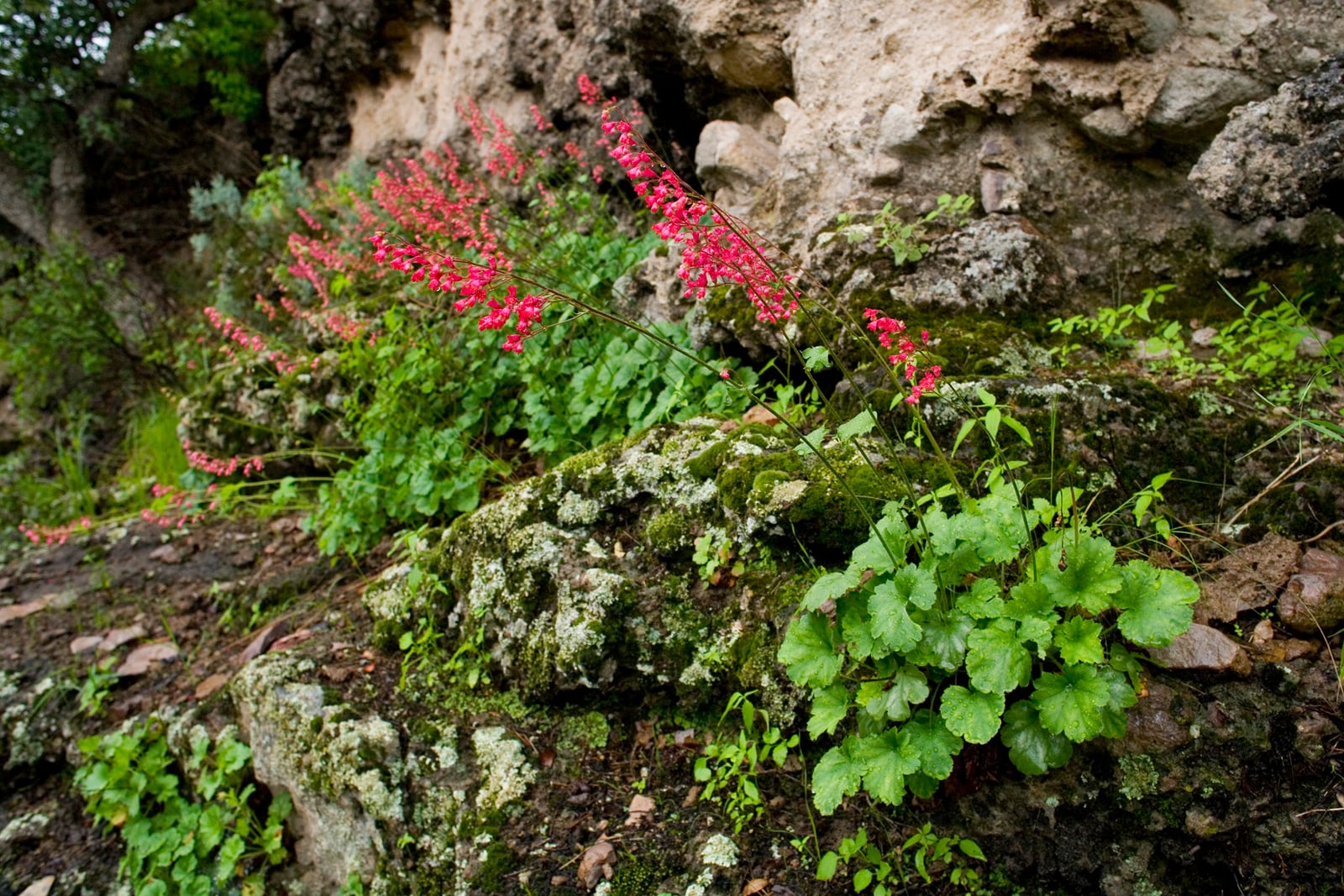 Crimson bells (Heuchera sanguinea) growing among moss- and lichen-covered rocks at the foot of a pale rock face: low clumps of rounded, scalloped green leaves, beaded with raindrops, send up slender, nearly bare stems that arch out over the rocks carrying loose sprays of small, bright coral-red bell flowers.