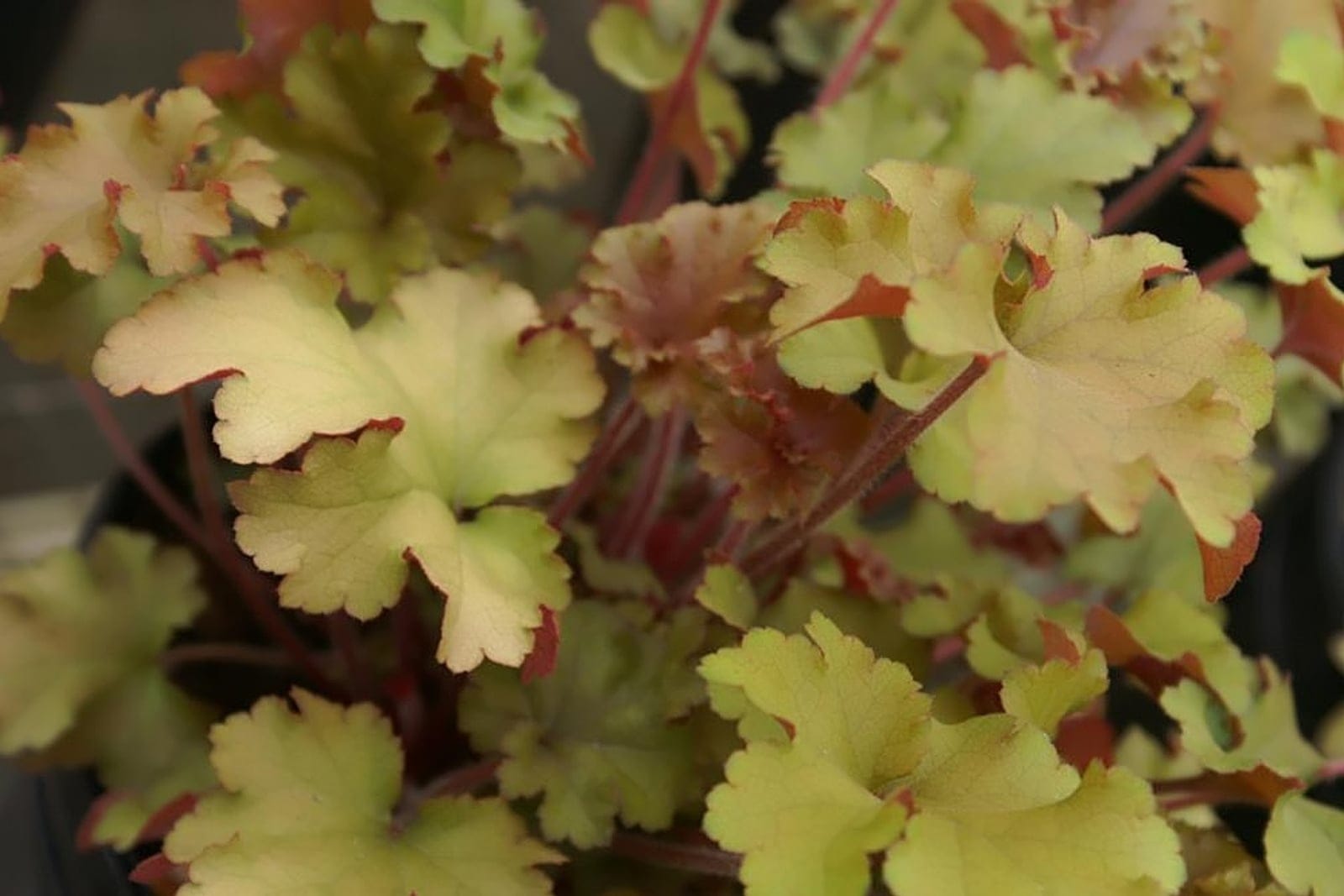 Coral bells (Heuchera 'Marmalade') showing a low mound of ruffled coppery-orange foliage characteristic of the Heuchera villosa-derived hybrids.