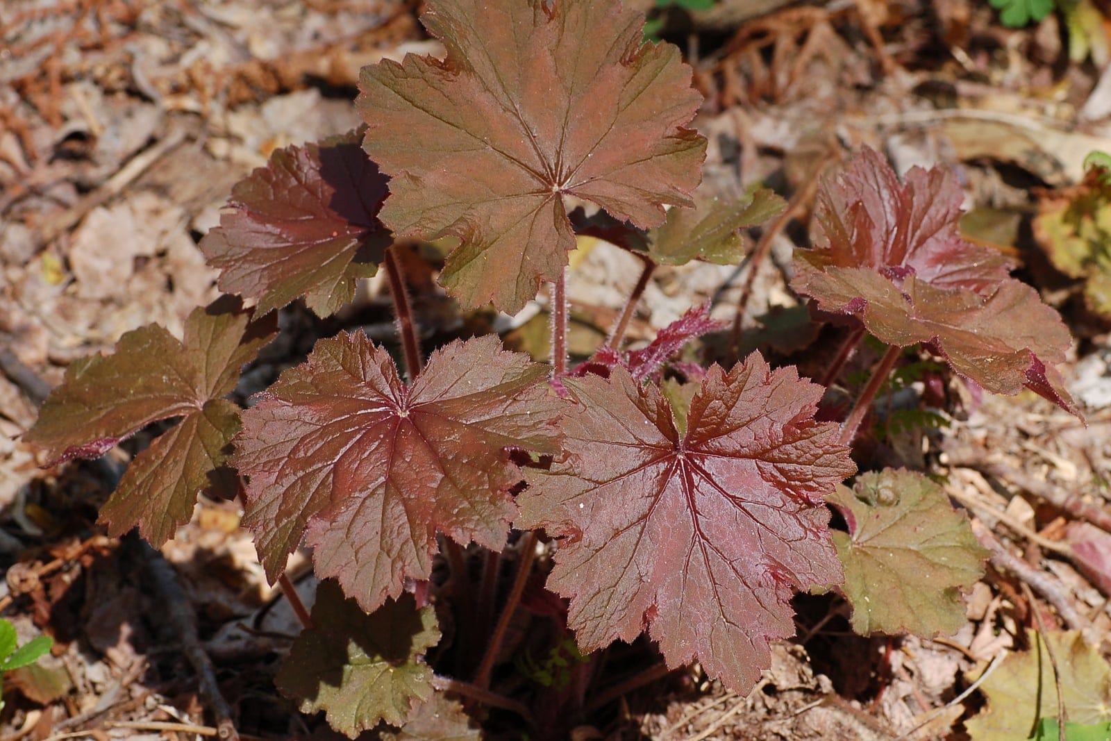 Hairy alumroot (Heuchera villosa) showing large rounded velvety lobed leaves + airy white flower panicles.