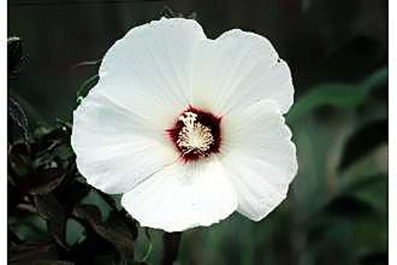 Hardy hibiscus (Hibiscus moscheutos) in flower: a large saucer-shaped bloom with broad overlapping petals and a contrasting central eye around a prominent columnar staminal tube, above broad green leaves.