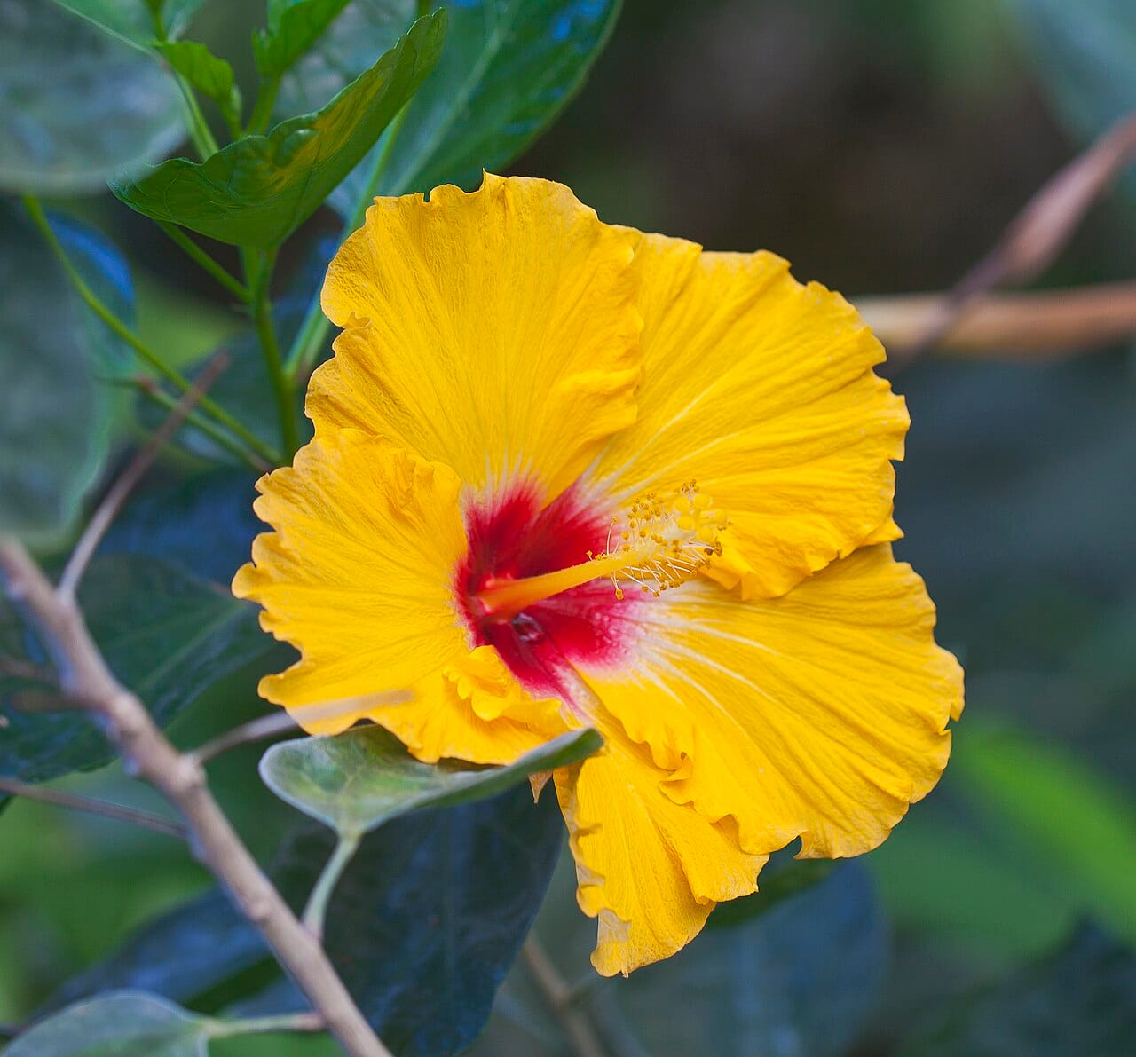 Chinese hibiscus (Hibiscus rosa-sinensis) - large funnel-shaped flower, long projecting staminal column, red throat, glossy toothed leaves.
