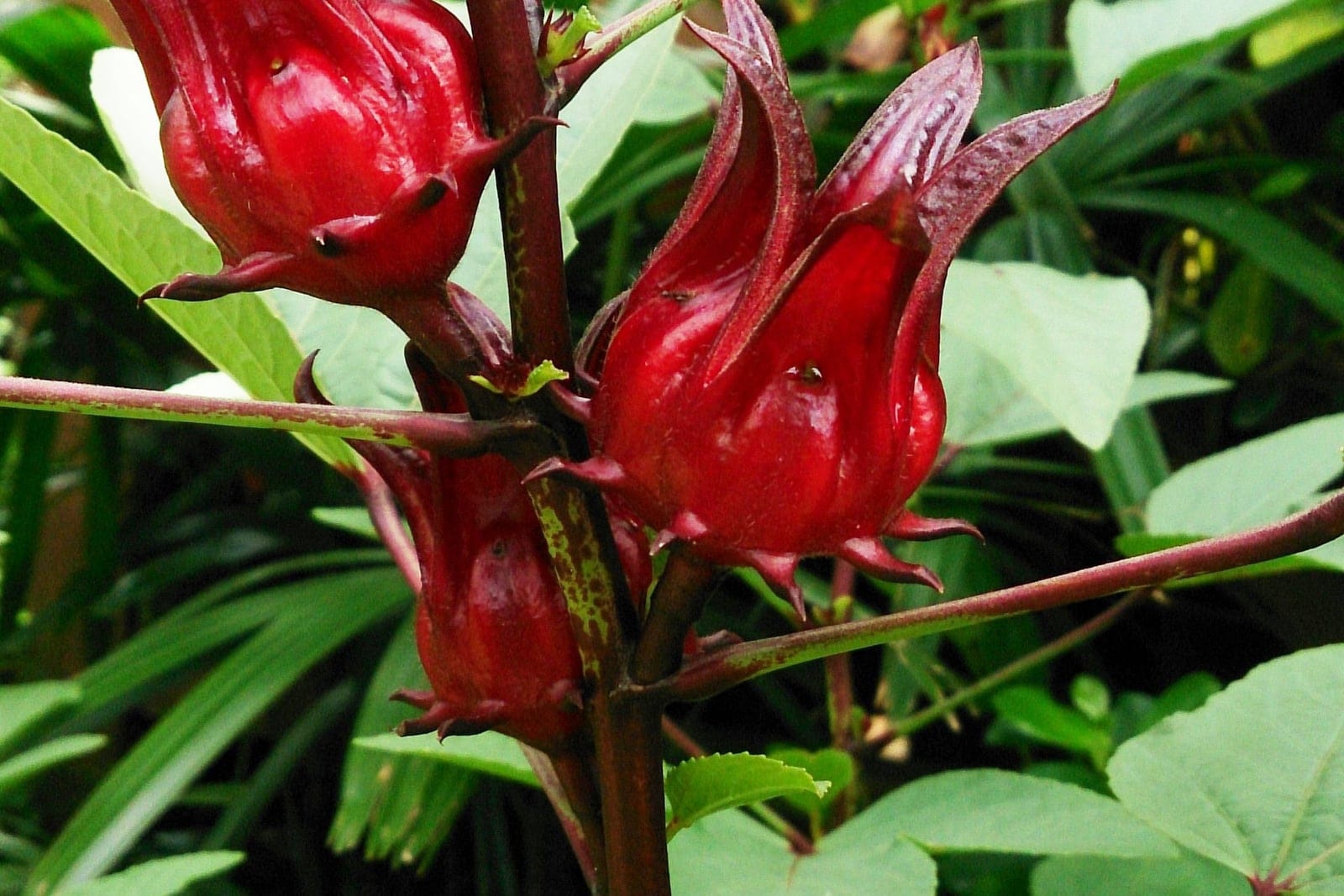 Roselle (Hibiscus sabdariffa) - fleshy deep-red calyces swollen around the developing seed pods (the prized edible part / source of roselle-hibiscus tea), reddish-purple succulent stems bearing the calyces, lobed green roselle leaves visible in the surrounding foliage.